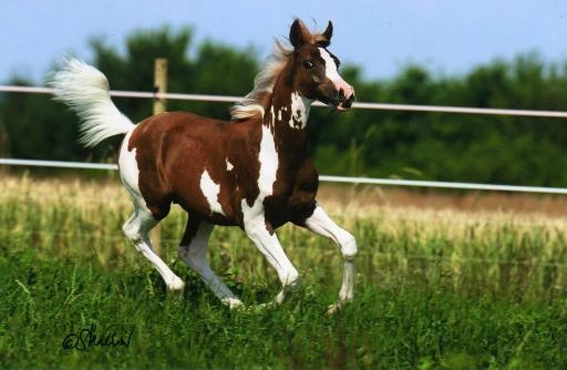 Mes Animaux Et Chevaux Fantastiques Page 29